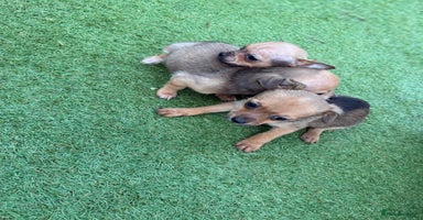 Chihuahua dogs 3 stunning chihuahua puppies ready to go  - Advert 9