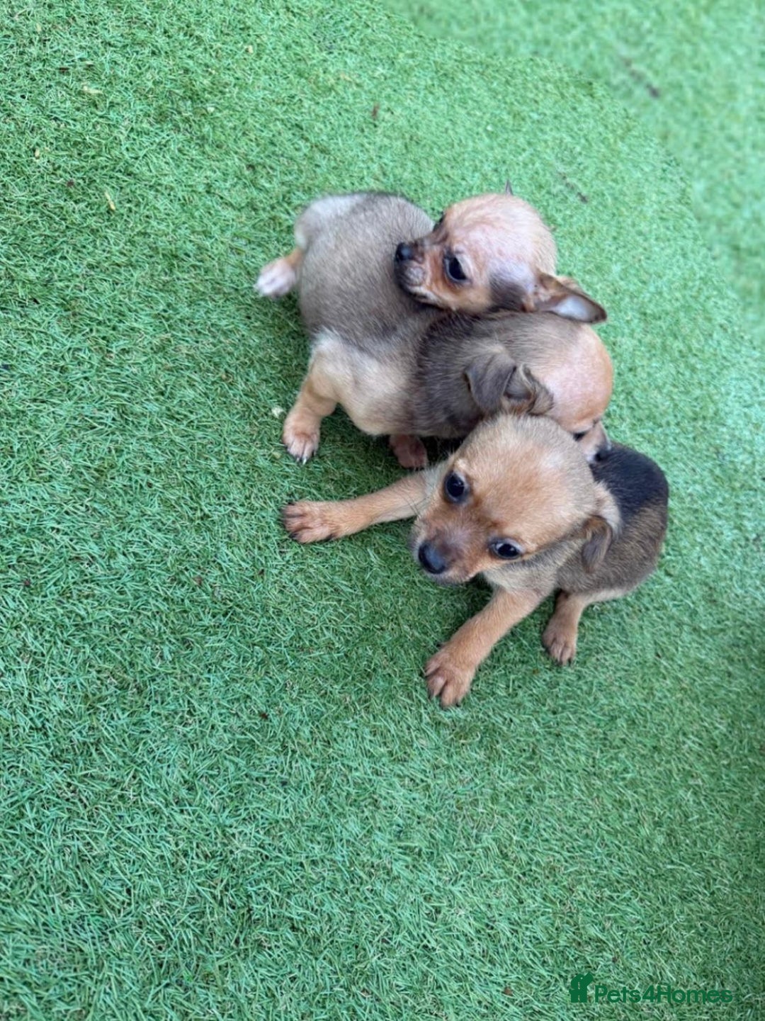 Chihuahua dogs for sale: 3 stunning chihuahua puppies ready to go  - Advert 3