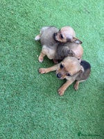 Chihuahua dogs 3 stunning chihuahua puppies ready to go - Advert 3