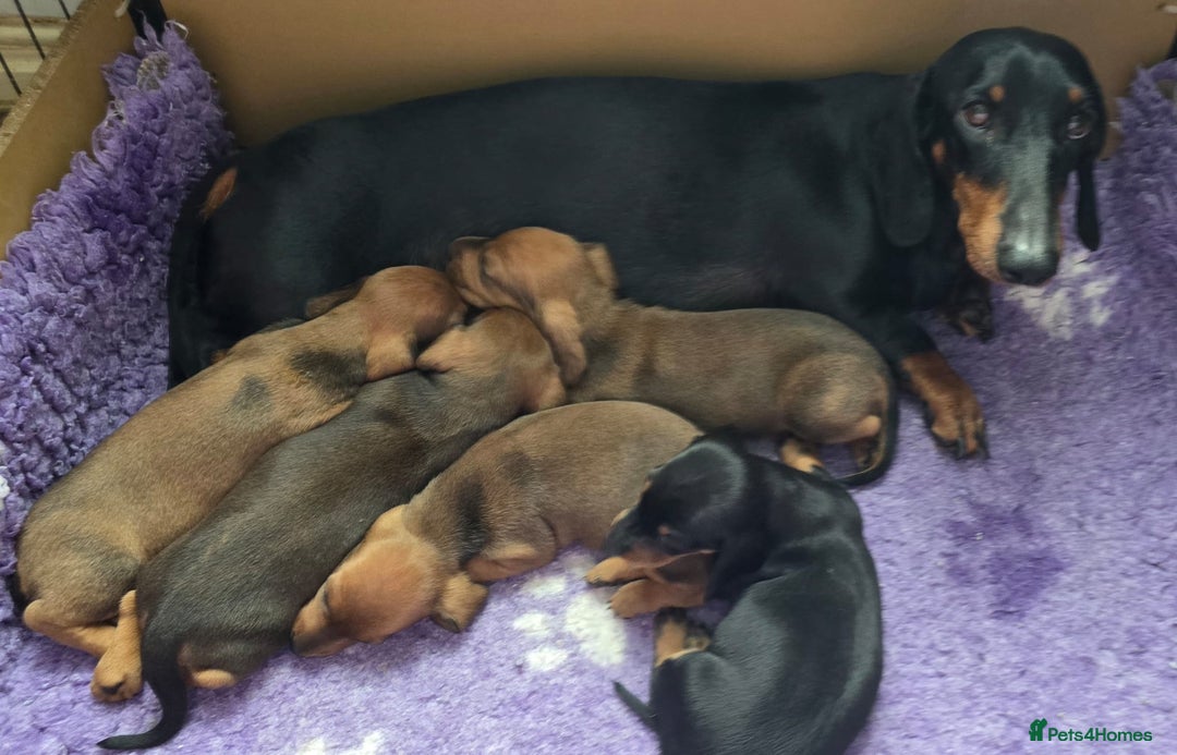 Dachshund dogs for sale: "READY GO STUNING 5 STANDARD DACHSHUND PUPPIES  - Image 1