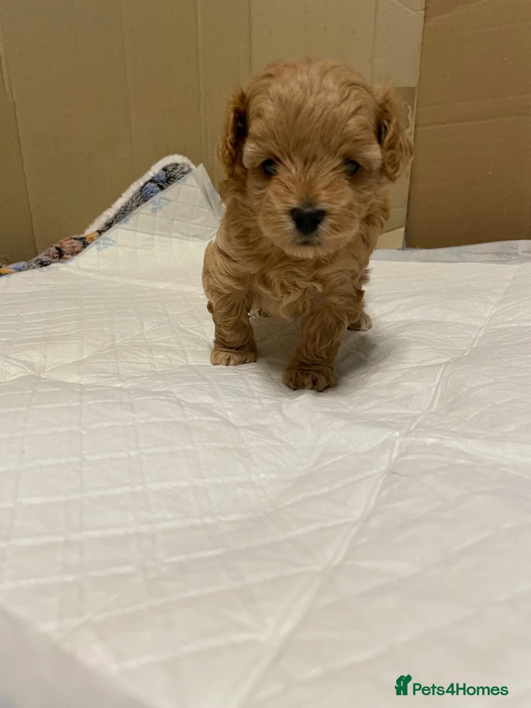 Maltipoo dogs for sale: Beautiful  Maltipoo puppies 🥰 - Advert 2