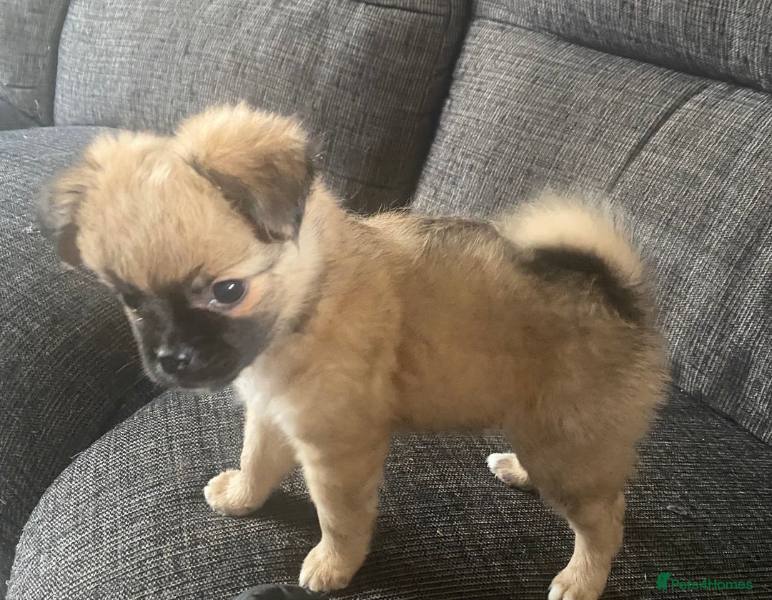 Pug dogs for sale: Litter of fluffy pugs  in Ashton-under-Lyne - Image 11
