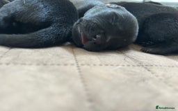 Mixed Breed dogs for sale: 11 adorable Rottador Labweiler puppies for sale   - Image 6