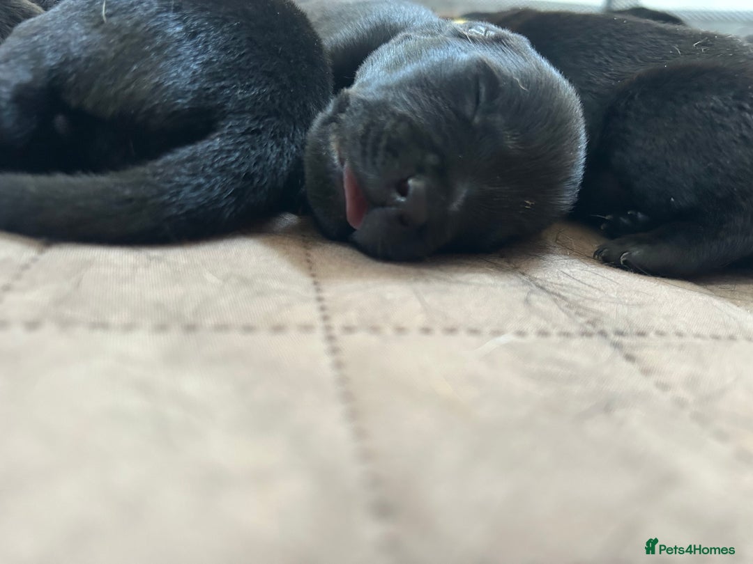 Mixed Breed dogs for sale: 11 adorable Rottador Labweiler puppies for sale   - Image 6
