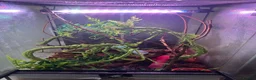 Corn Snake reptiles for sale: Corn snake and mourning gecko with full setups - Advert 2