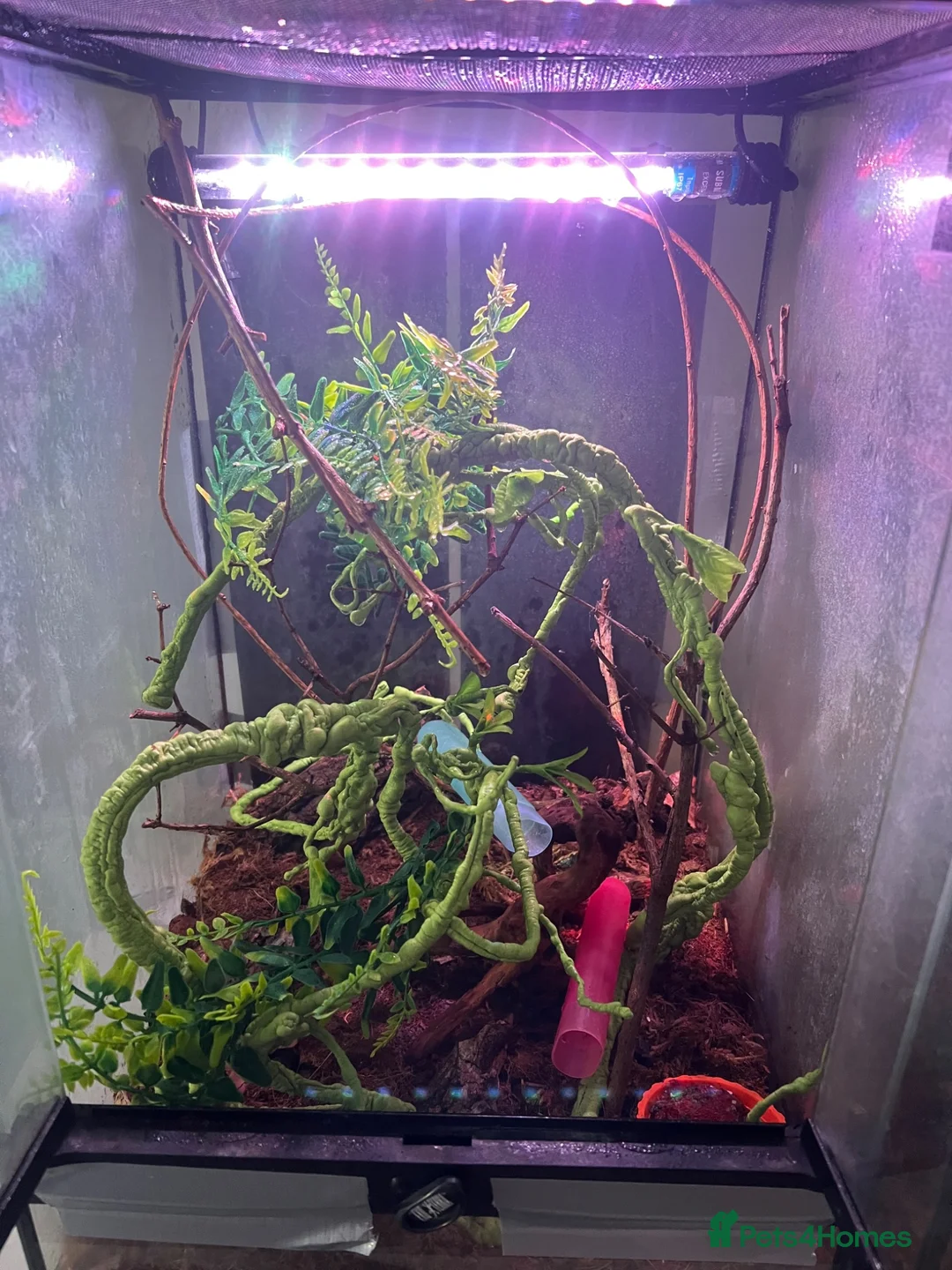 Corn Snake reptiles for sale: Corn snake and mourning gecko with full setups - Advert 2