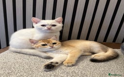 British Shorthair cats for sale: Last 2 adorable boys looking for a loving family  - Image 1