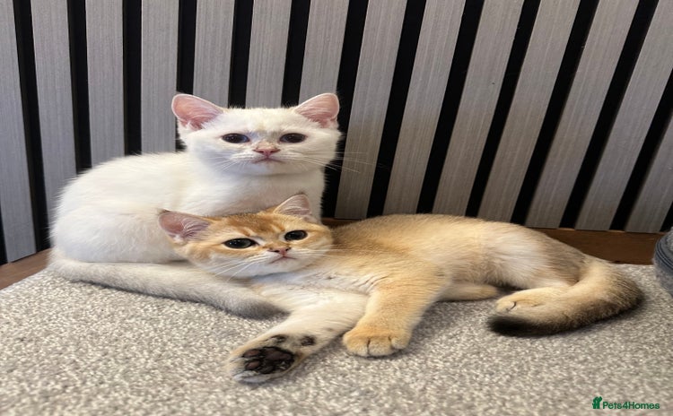 British Shorthair cats - Advert 3