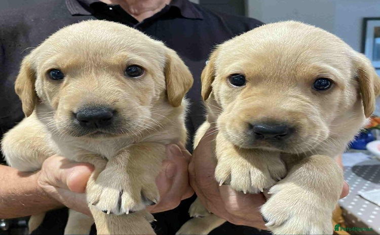 Labrador Retriever dogs - Advert 6