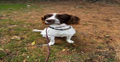 English Springer Spaniel dogs - Advert 4