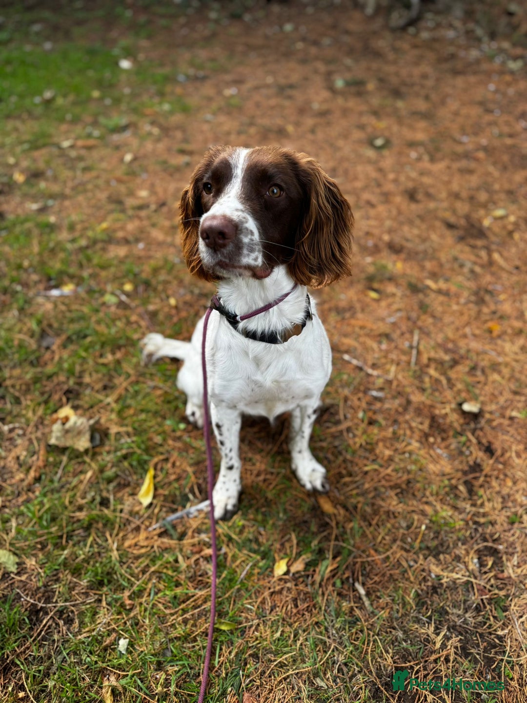 English Springer Spaniel dogs for sale: Stunning KC springer - Image 2