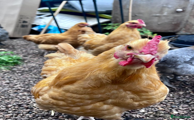 Chickens poultry - Advert 1