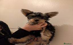 Yorkshire Terrier dogs for sale: Little boy  - Image 6