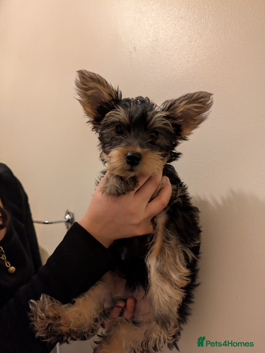 Yorkshire Terrier dogs for sale: Little boy  - Image 6