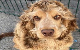 Cockapoo dogs for sale: Mirabelle's Enchanting Pups ✨ - Image 3