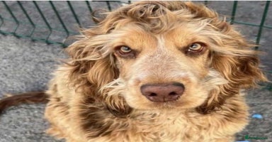 Cockapoo dogs - Advert 5