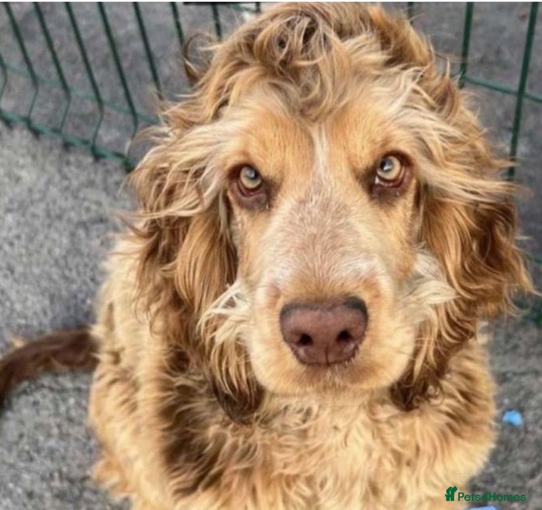 Cockapoo dogs for sale: Mirabelle's Enchanting Pups ✨ - Image 3