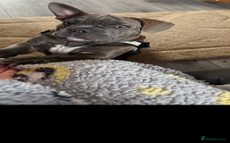 French Bulldog dogs for sale: French bulldog  - Image 1