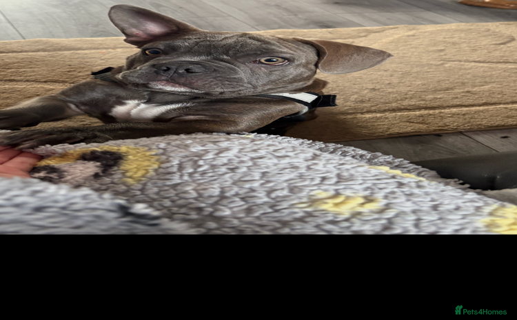 French Bulldog dogs - Advert 9