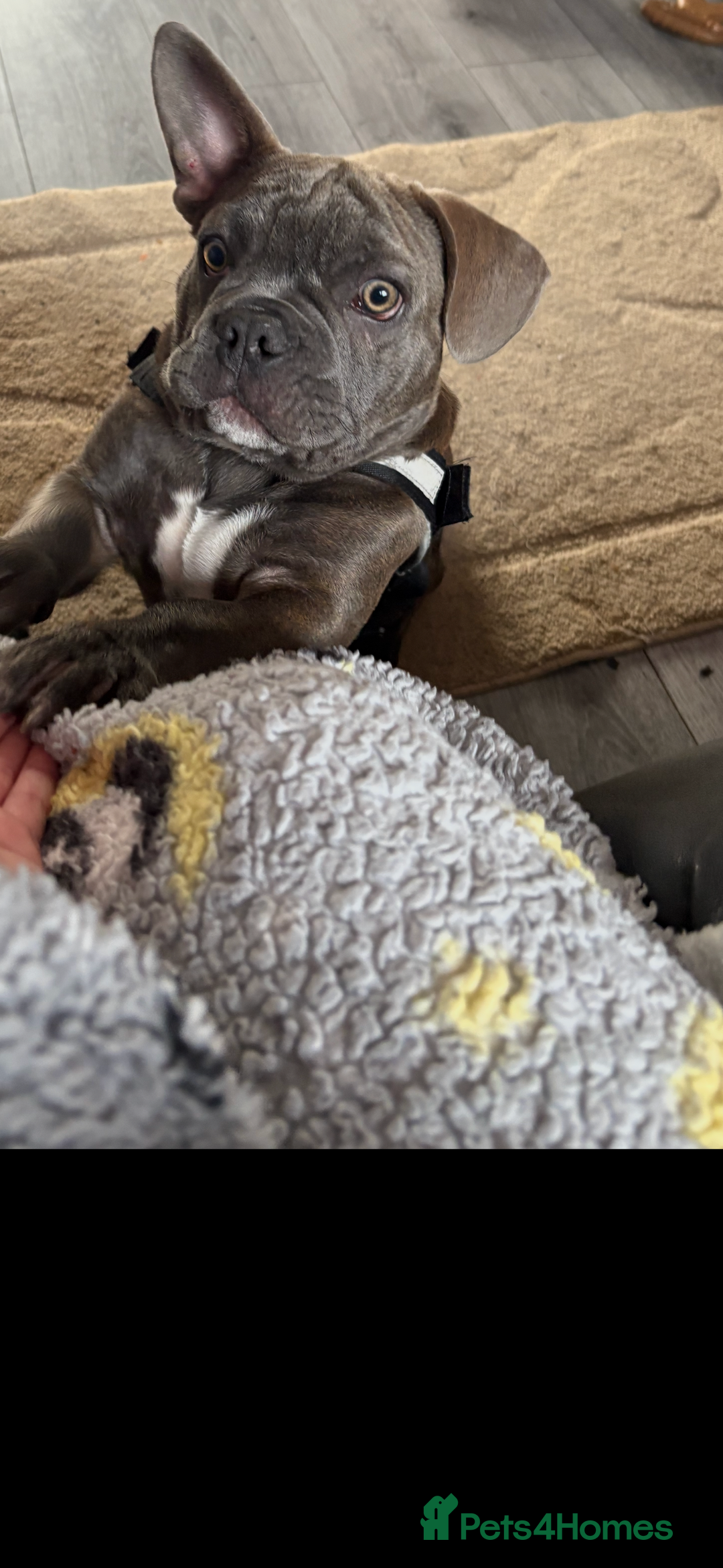 French Bulldog dogs for sale: French bulldog  - Image 1