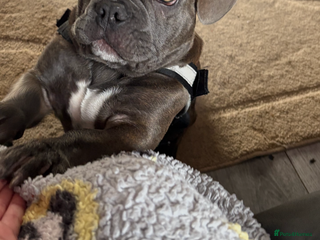 French Bulldog dogs - Advert 1