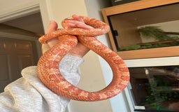 Mixed Breed reptiles for sale:  Lovely corn snake  for rehome - Image 8