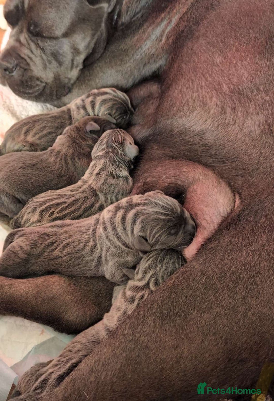 Cane Corso dogs for sale: European cane corsos  - Image 17