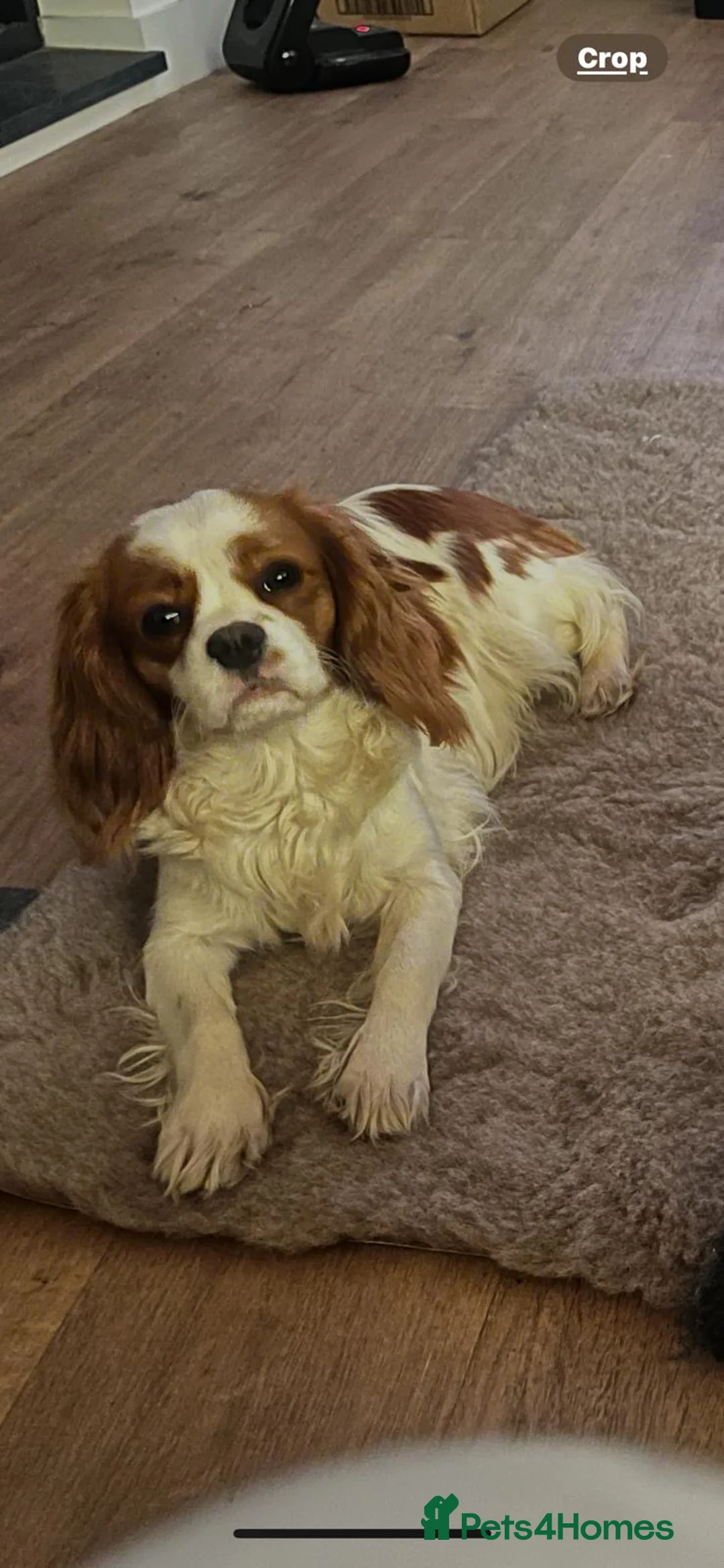 Cavapoo dogs for sale: CAVAPOOS RED TOY SIZE  - Advert 4