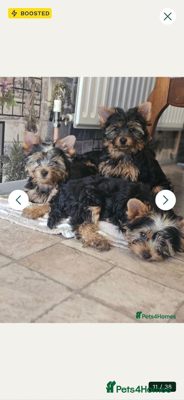Yorkshire Terrier dogs for sale: DWKC 4 Yorkshire Terrier Boys  - Advert 5