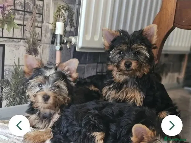 Yorkshire Terrier dogs for sale: DWKC 4 Yorkshire Terrier Boys - Advert 5