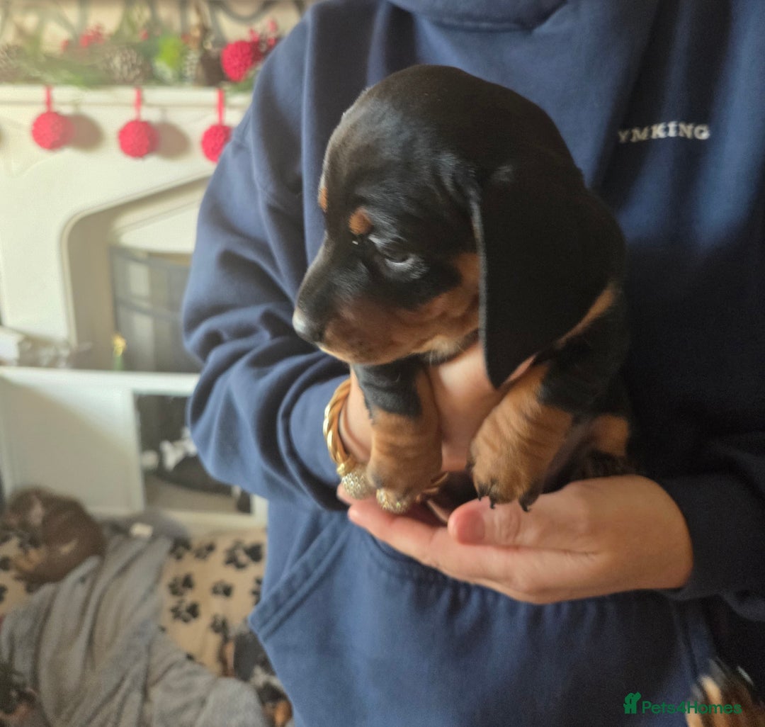 Dachshund dogs for sale: Dashunds  - Advert 7
