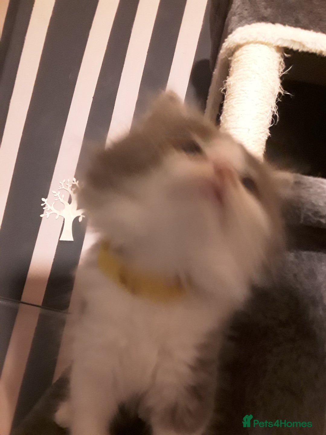 Maine Coon cats for sale: Mainecoon  x ragdolls - Advert 31