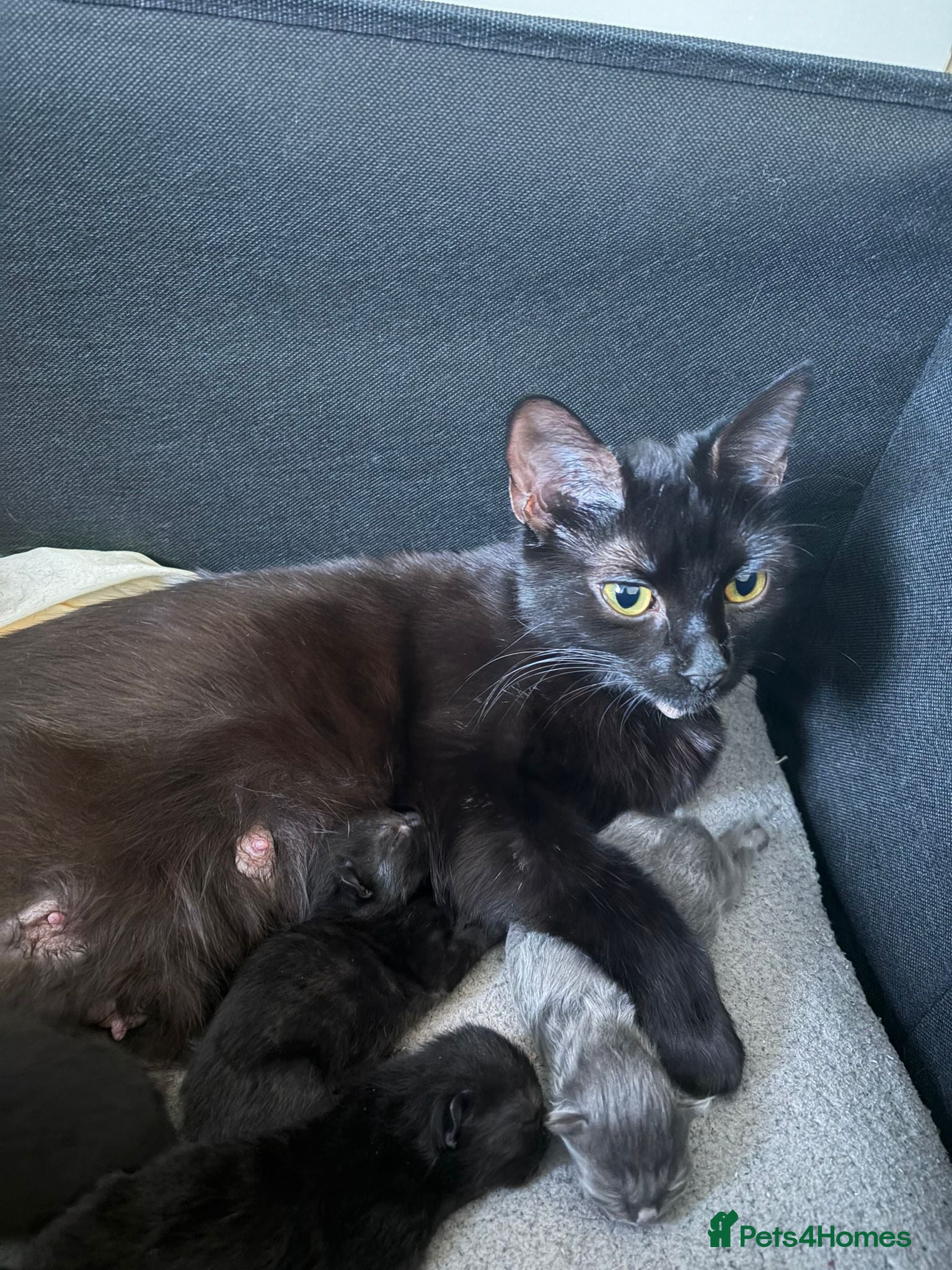 Scottish Fold cats for sale: Half Scottish fold kittens  in Bilston - Advert 1