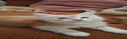 Maine Coon cats for sale: 😻😻😻😻 Maine Coon Kittens Ready Soon Red Tabby F - Advert 12