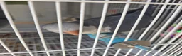 Parrots birds for sale: Quaker parrot in Banbury - Advert 1