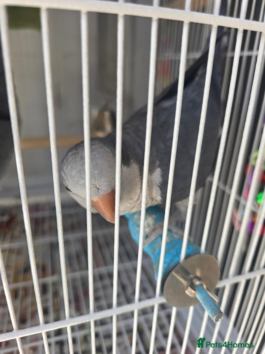 Parrots birds for sale: Quaker parrot in Banbury - Advert 1