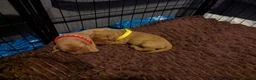 Labrador Retriever dogs for sale: Beautiful Fox Red Labrador Retriever Puppies - Advert 8