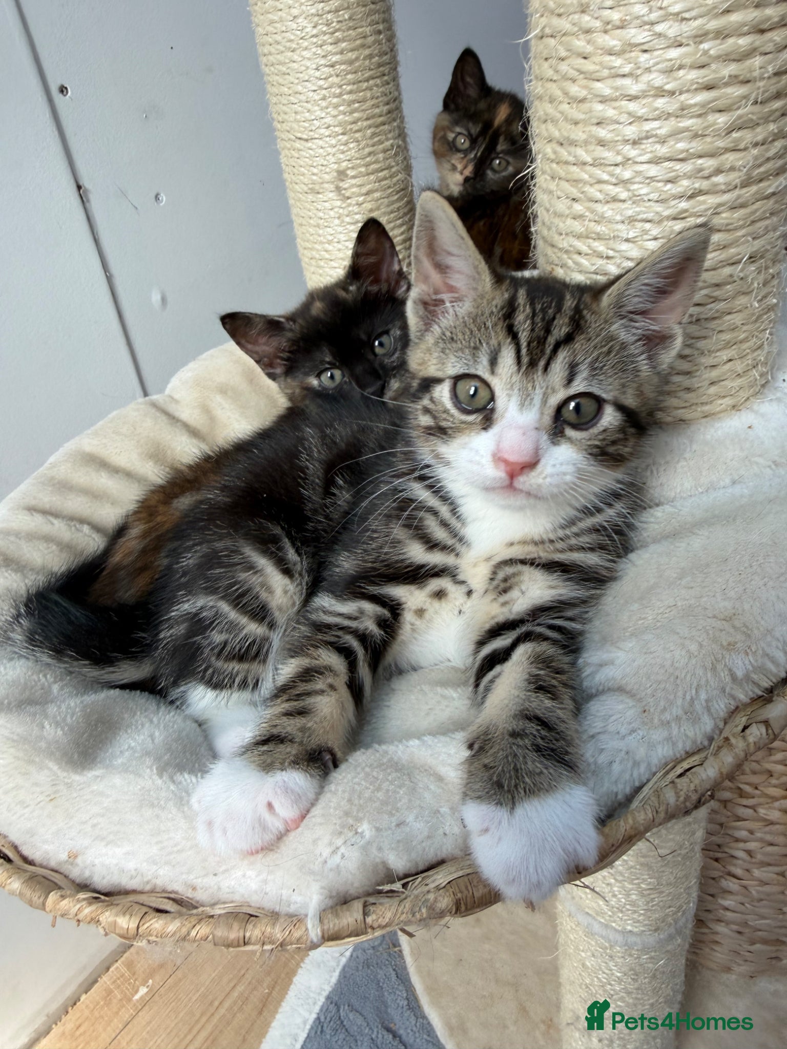 Mixed Breed cats British Shorthair/ Russian Blue cross kittens.  - Advert 4