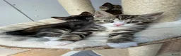 Mixed Breed cats for sale: British Shorthair/ Russian Blue cross kittens.  - Advert 1