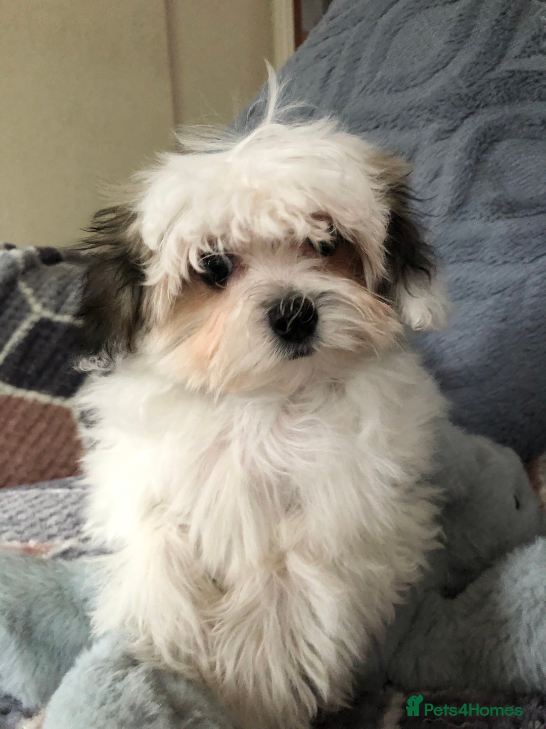 Mixed Breed dogs for sale: shihtzu x maltese  - Image 2