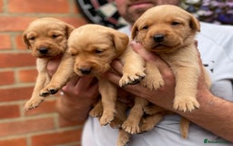 Labrador Retriever dogs for sale: Health Tested Working Labradors  - Image 1