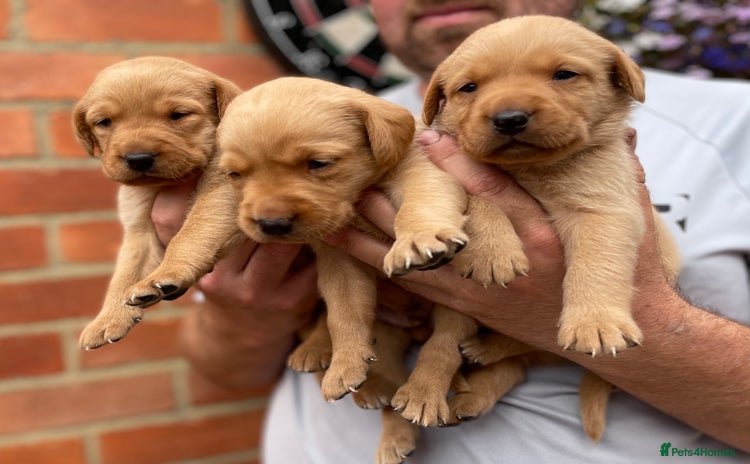 Labrador Retriever dogs - Advert 6
