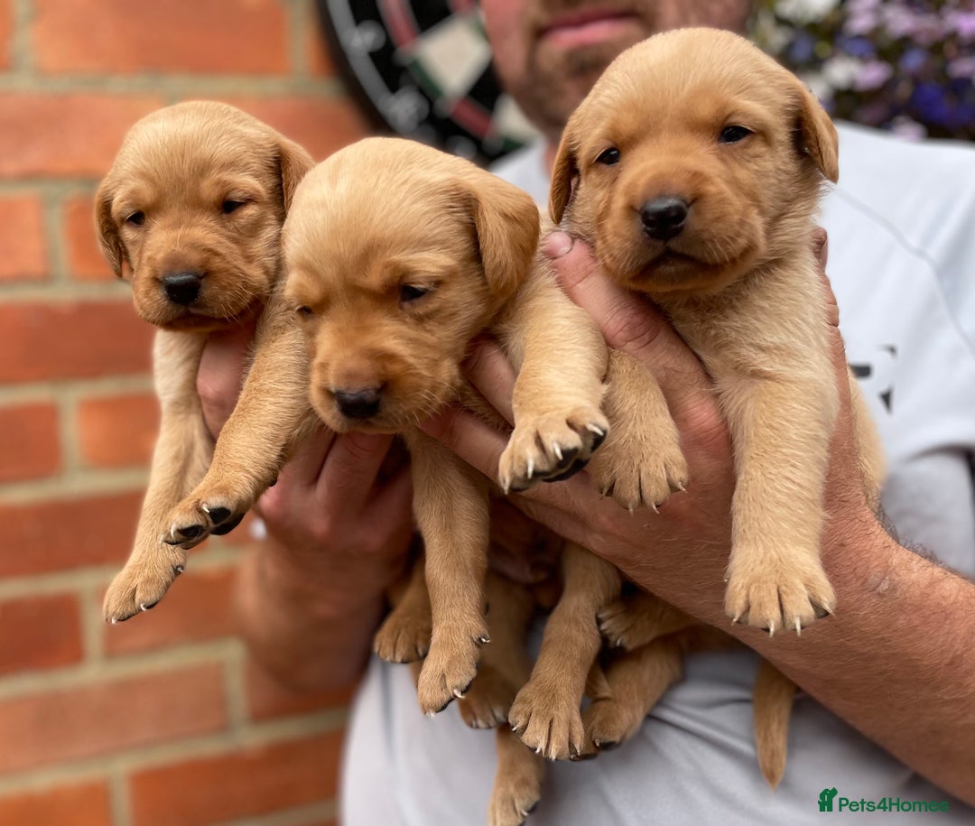Labrador Retriever dogs for sale: Health Tested Working Labradors  - Image 1