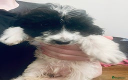 Sproodle dogs for sale: Stunning little sproodle / springer / poodle - Advert 10