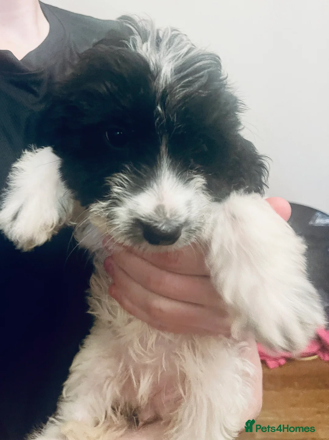 Sproodle dogs for sale: Stunning sproodle / springer / poodle / cockerpoo - Advert 8