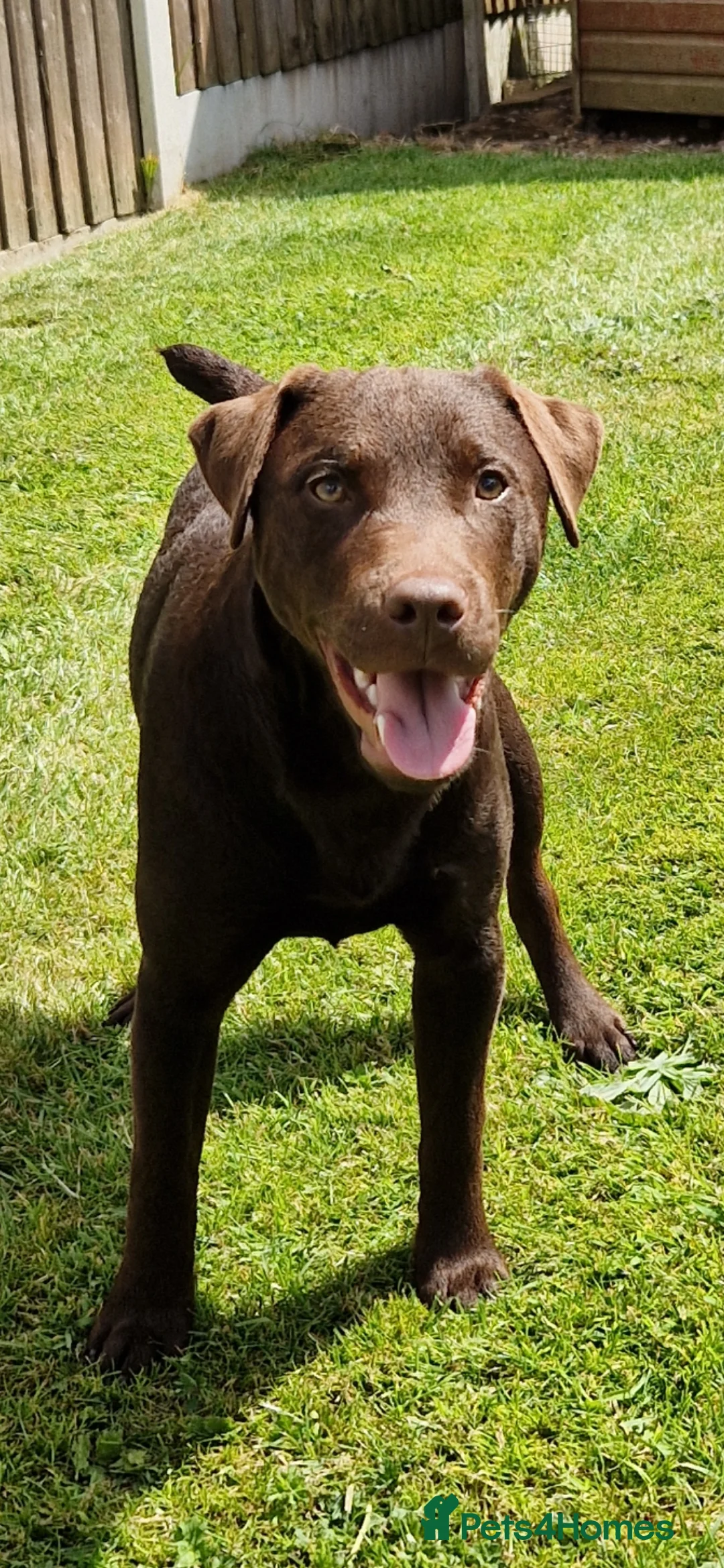 Patterdale Terrier dogs for stud: Patterdale stud dog- Reggie  in Burton-on-Trent - Advert 3