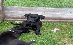 Mixed Breed dogs for sale: Labrador cross lurcher (lurcherdors) in Northallerton - Image 16