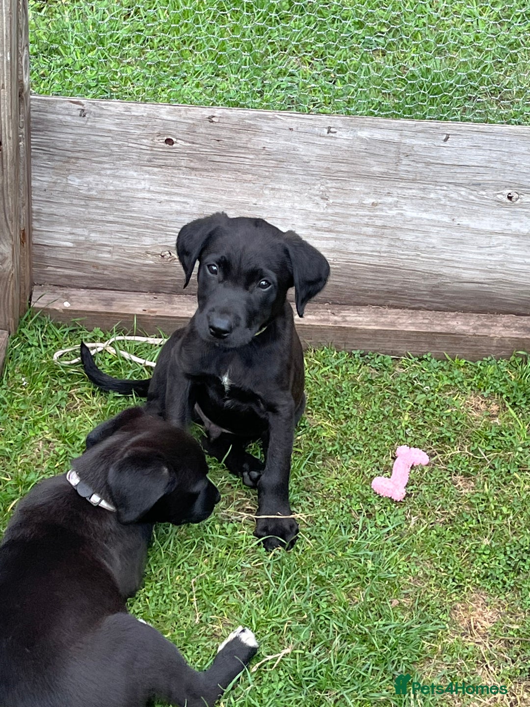 Mixed Breed dogs for sale: Labrador cross lurcher (lurcherdors) in Northallerton - Image 16