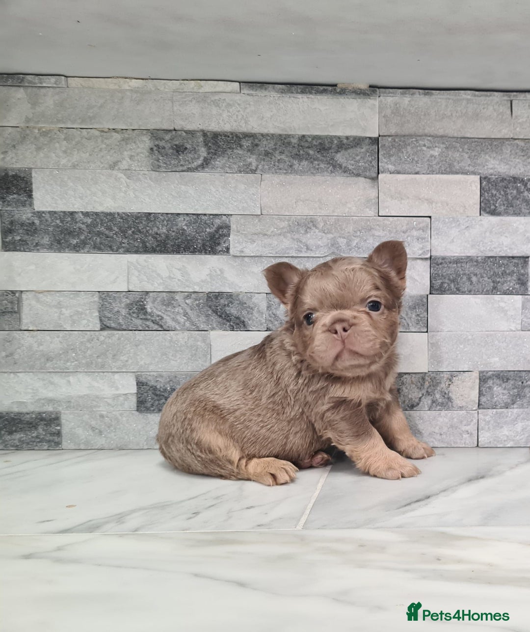 French Bulldog dogs for sale: Beautiful fluffy french bulldog puppies - Image 1
