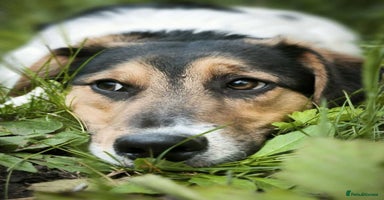 Mixed Breed dogs - Advert 12
